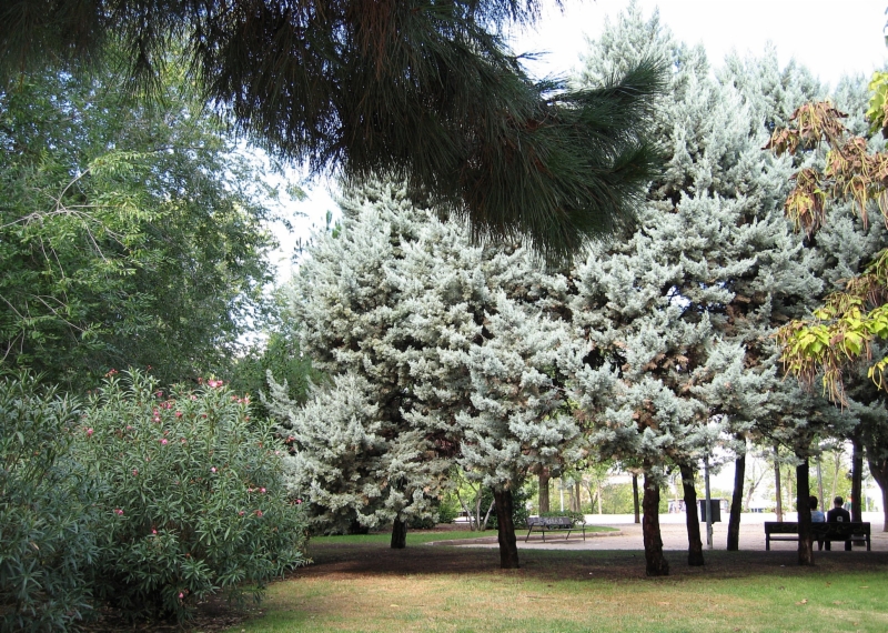 parque-salv-allende-coslada