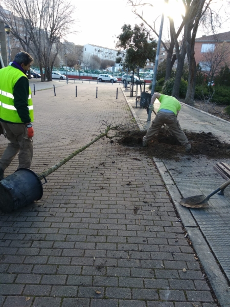 plantacion-alcorques-5