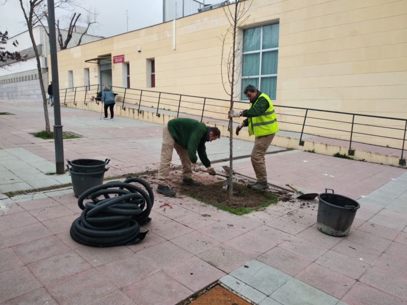 replantacion-arboles-2020-1