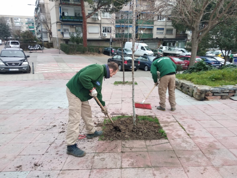 replantacion-arboles-2020-4